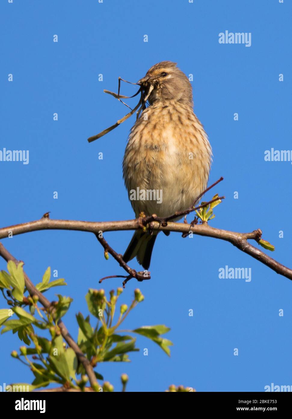 Female building a nest in the Cotswolds Stock Photo Alamy