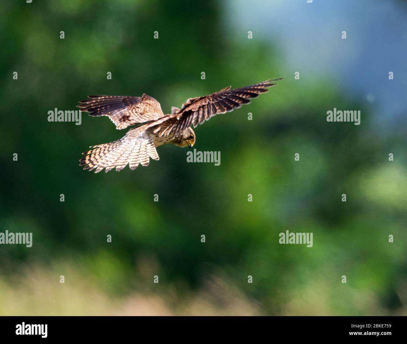 Juvenile Kestrel Hovering Over The Cotswold Hills Grassland Stock Photo juvenile-kestrel-hovering-over-the-cotswold-hills-grassland-stock-photo