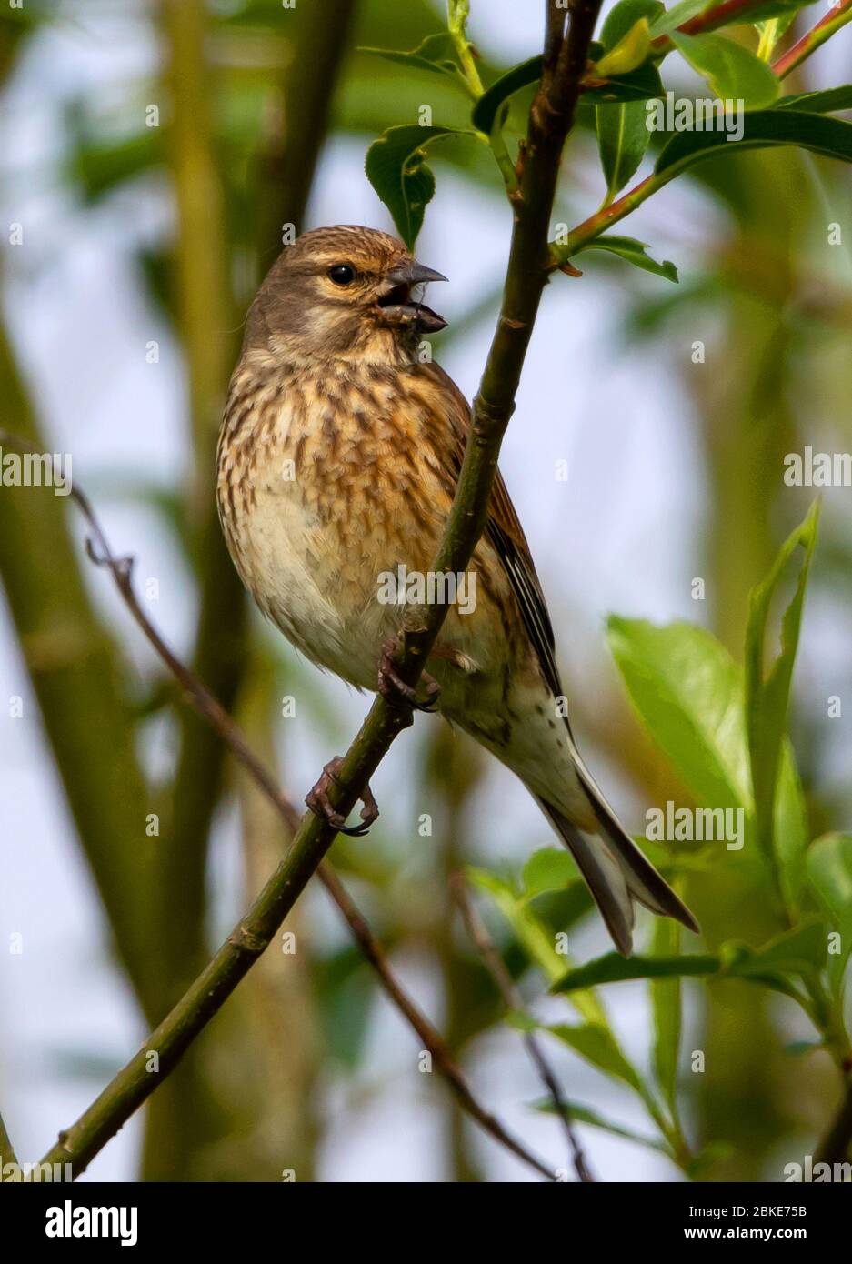 Female building a nest in the Cotswolds Stock Photo Alamy