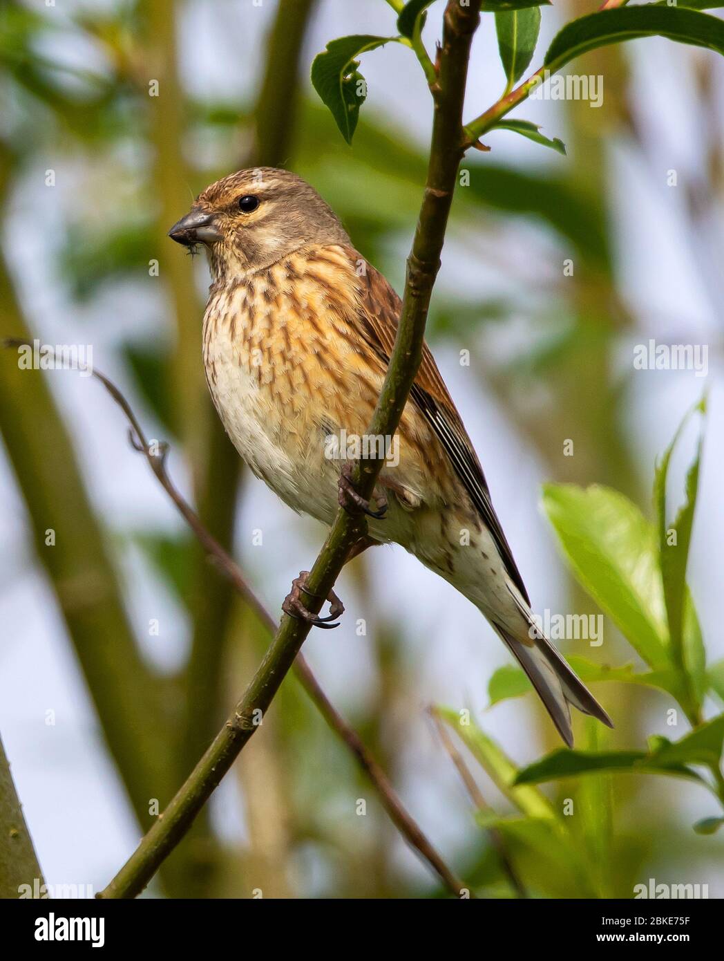 Female building a nest in the Cotswolds Stock Photo Alamy