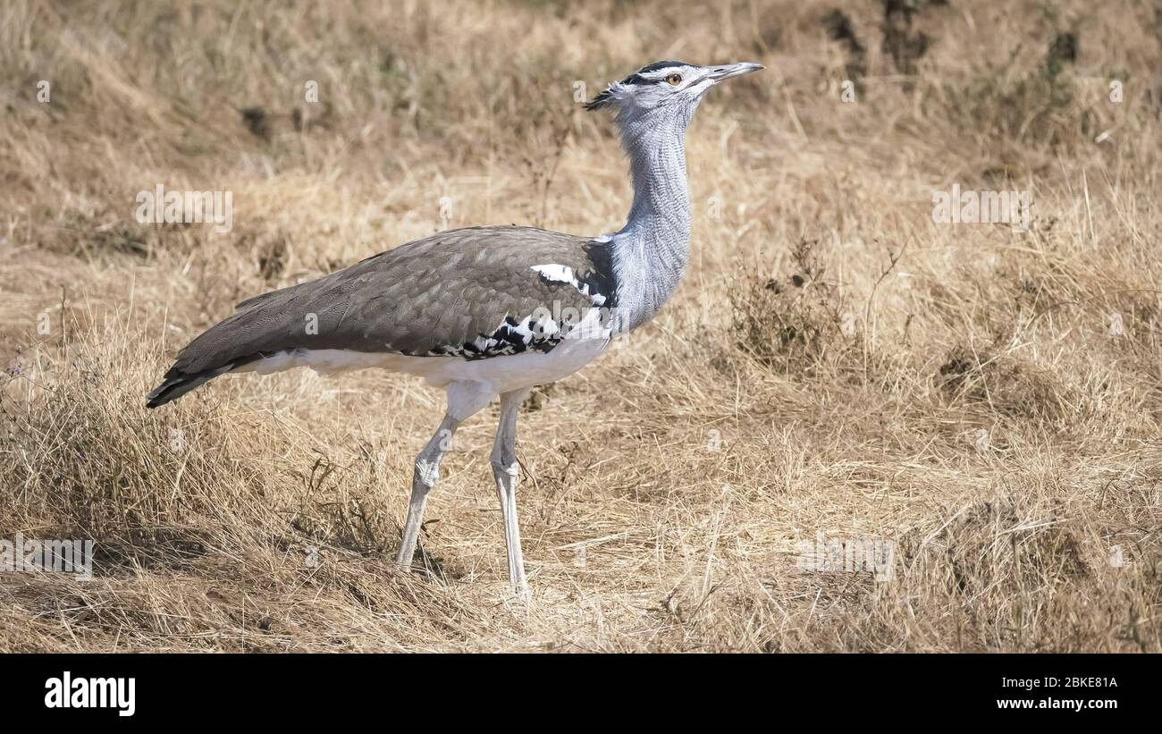 4k 60p Medium Angle Shot Of A Kori Bustard Bird At Ngorongoro Stock Photo Alamy 4k 60p Medium Angle Shot Of A Kori Bustard Bird At Ngorongoro Stock Photo Alamy