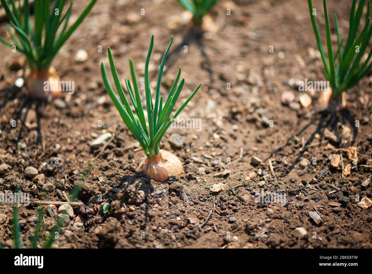Close up onion plantation hi-res stock photography and images - Alamy