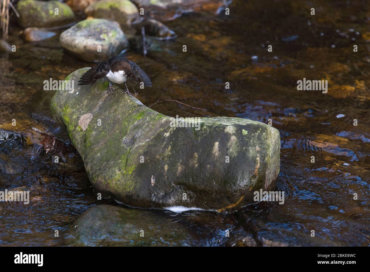 Sand Dipper Rocks Oiseau et nid hi-res stock photography and images - Alamy