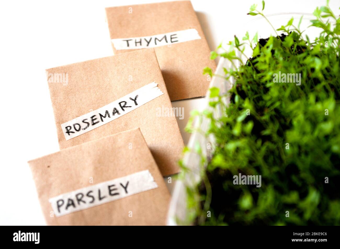 Paper bags of seeds parsley , rosemary , thyme. Herbal garden for balcony in apartment. Planting time, spring season. close up. Stock Photo