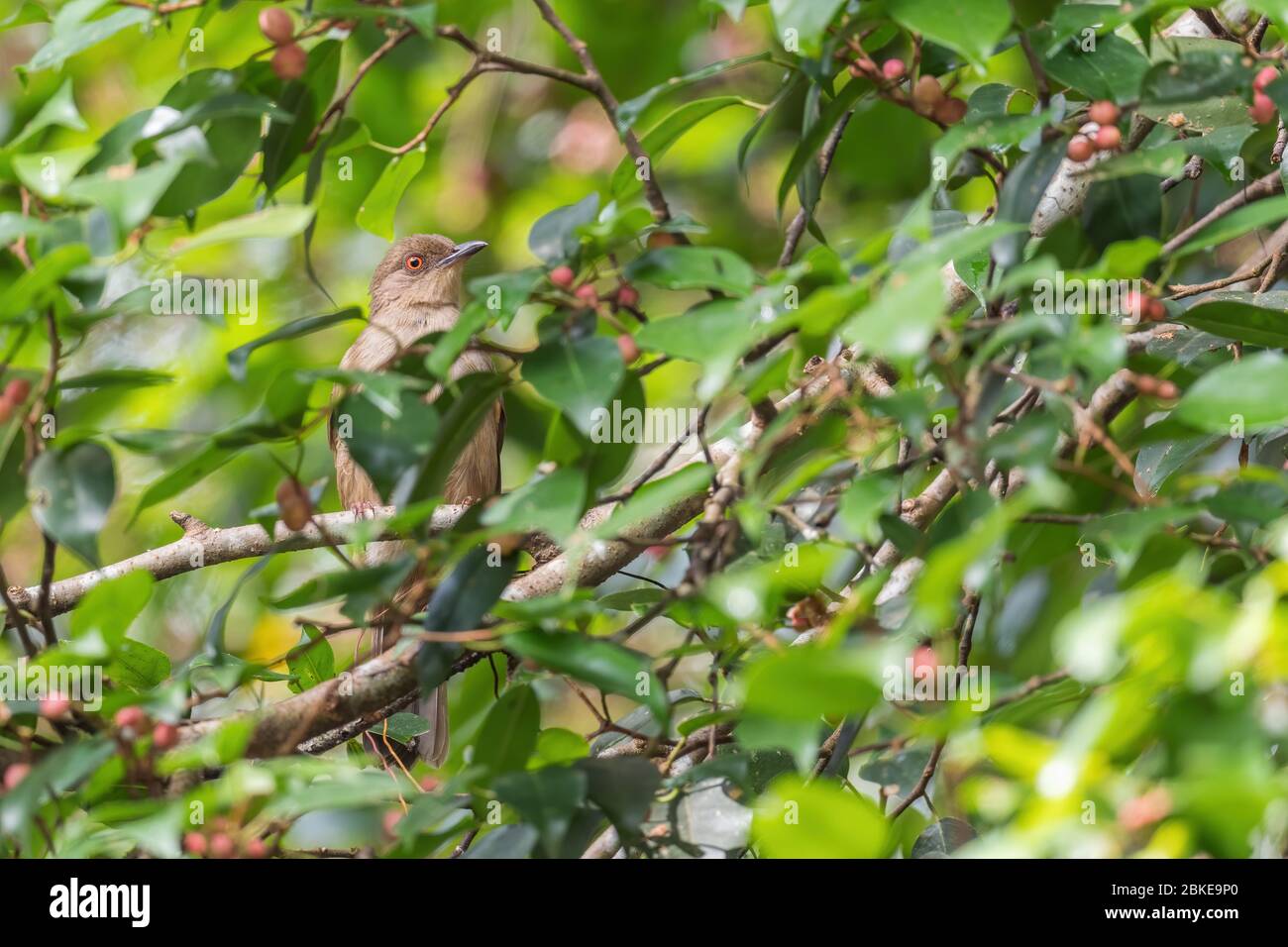 Red-eyed Bulbul - Pycnonotus brunneus, shy hidden perching bird from Southeast Asian forests and woodlands, Mutiara Taman Negara, Malaysia. Stock Photo