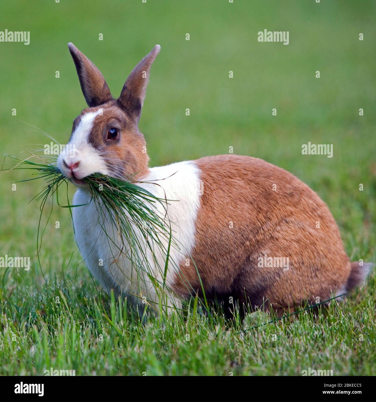 Grass collecting rabbit hi-res stock photography and images - Alamy
