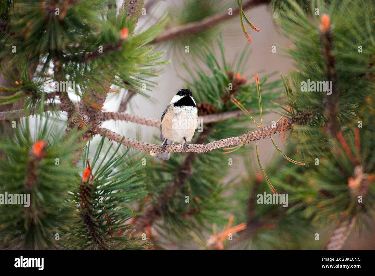 Black capped Chikadee sitting in a pine tree, looking.  ( Parus atricapillus ) Stock Photo