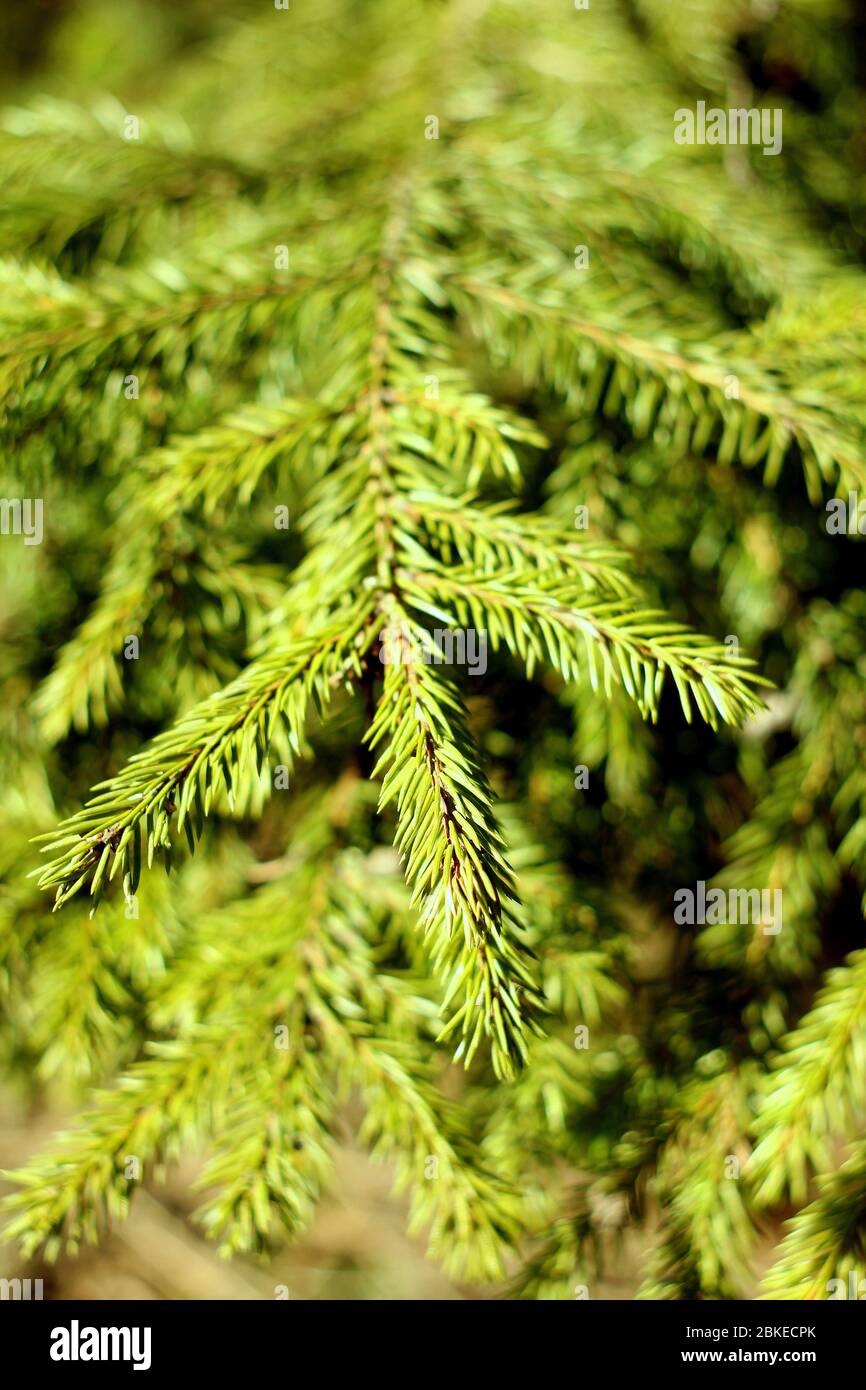 Branch of spruce with green needles close-up. Needles of a living natural tree lit by the sun. Stock Photo