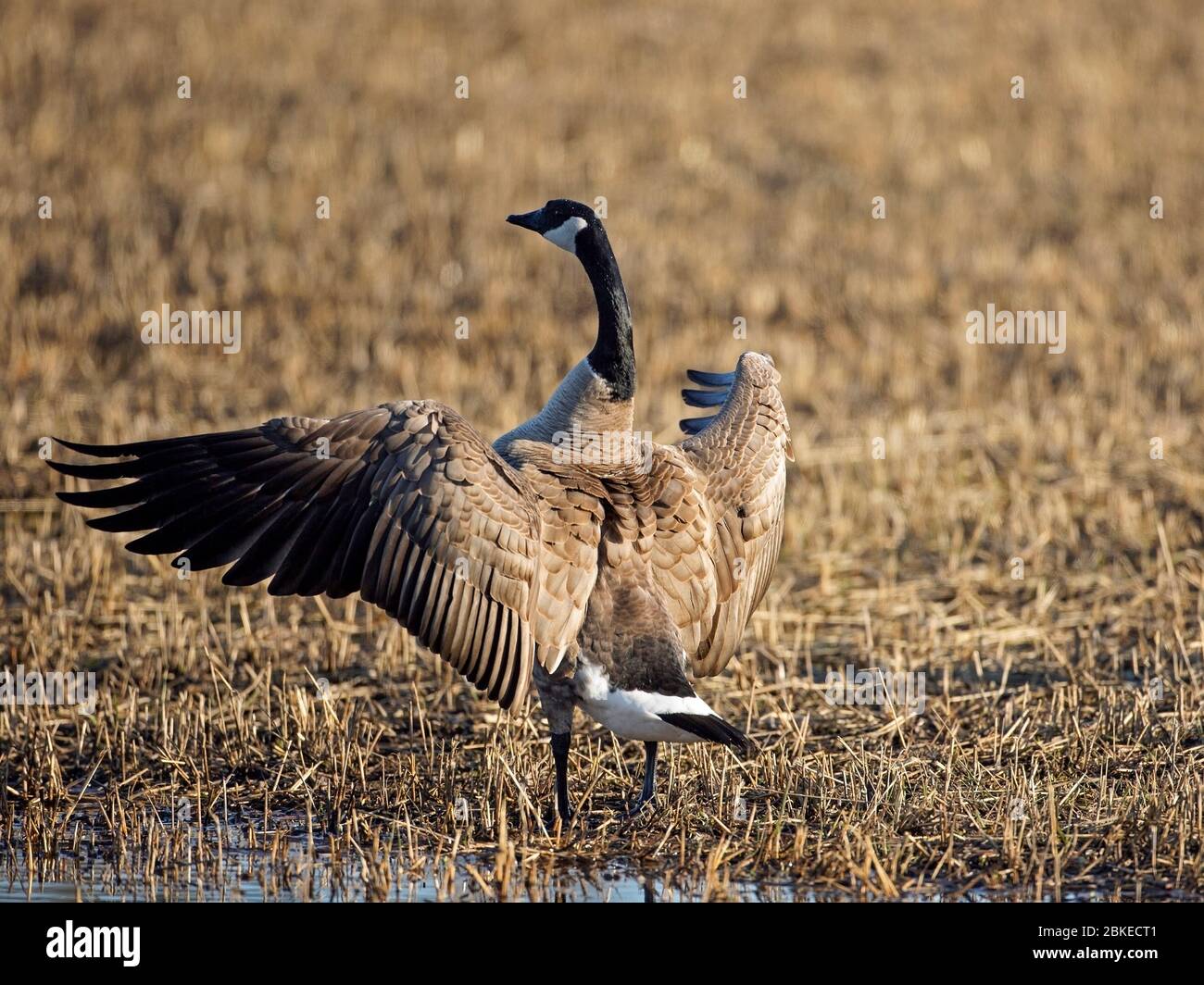Canada Goose in farm field flapping wings,  about to take off. Stock Photo