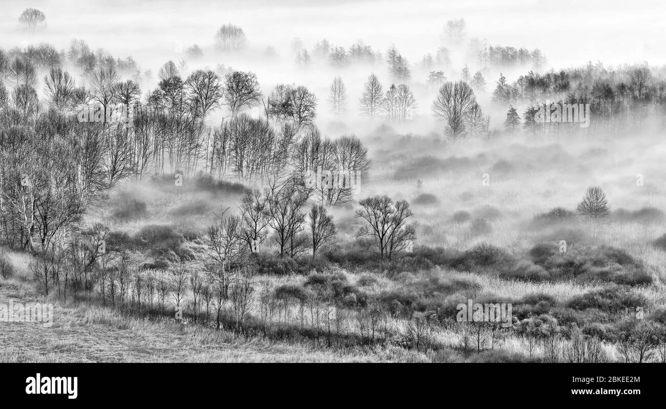 Black and white landscape with trees and fog Stock Photo - Alamy