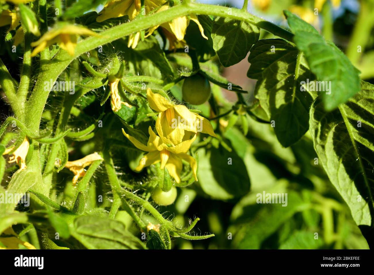 Nutrient young hi-res stock photography and images - Alamy