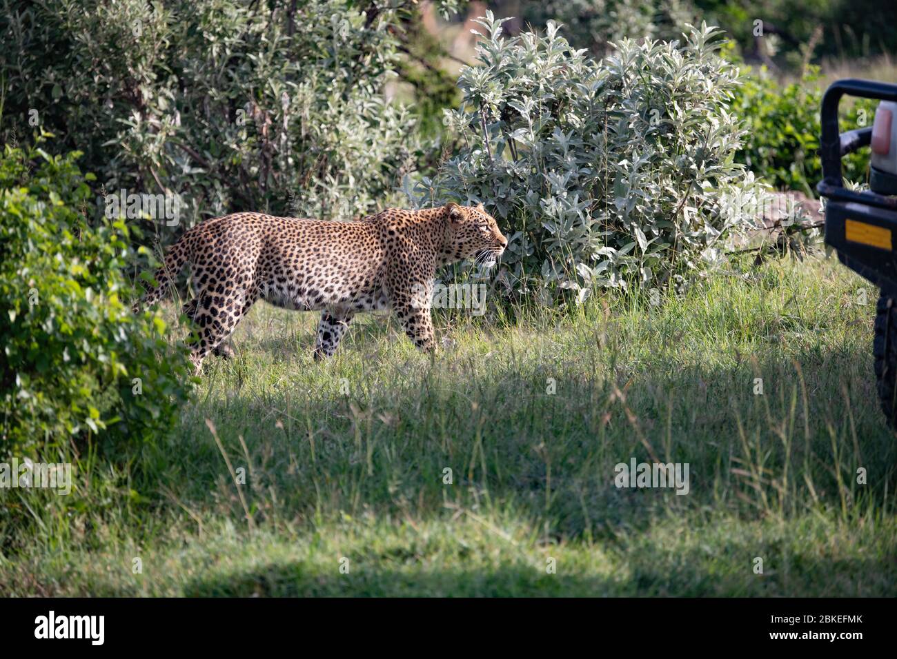 prowling leopard walking past the front of a safari vehicle Stock Photo