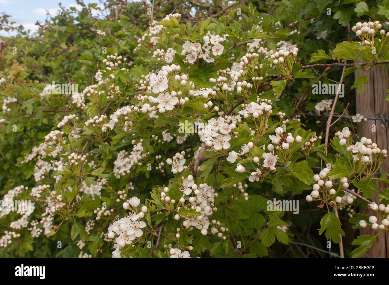 English hawthorn hi-res stock photography and images - Alamy
