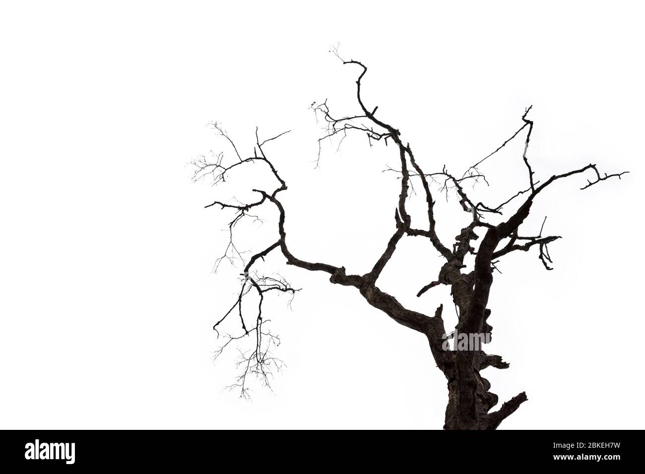 Silhouette of a dry bare tree and branches, isolated on white ...