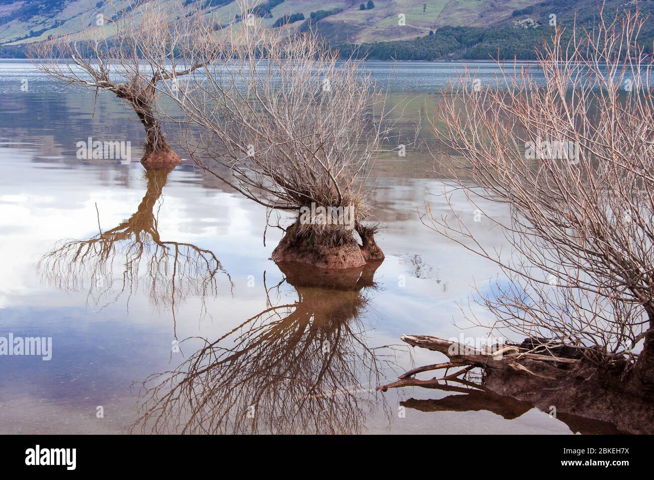 The Willows of Lake Wakatipu, Glenorchy, New Zealand.  Magical scene in winter time. Stock Photo