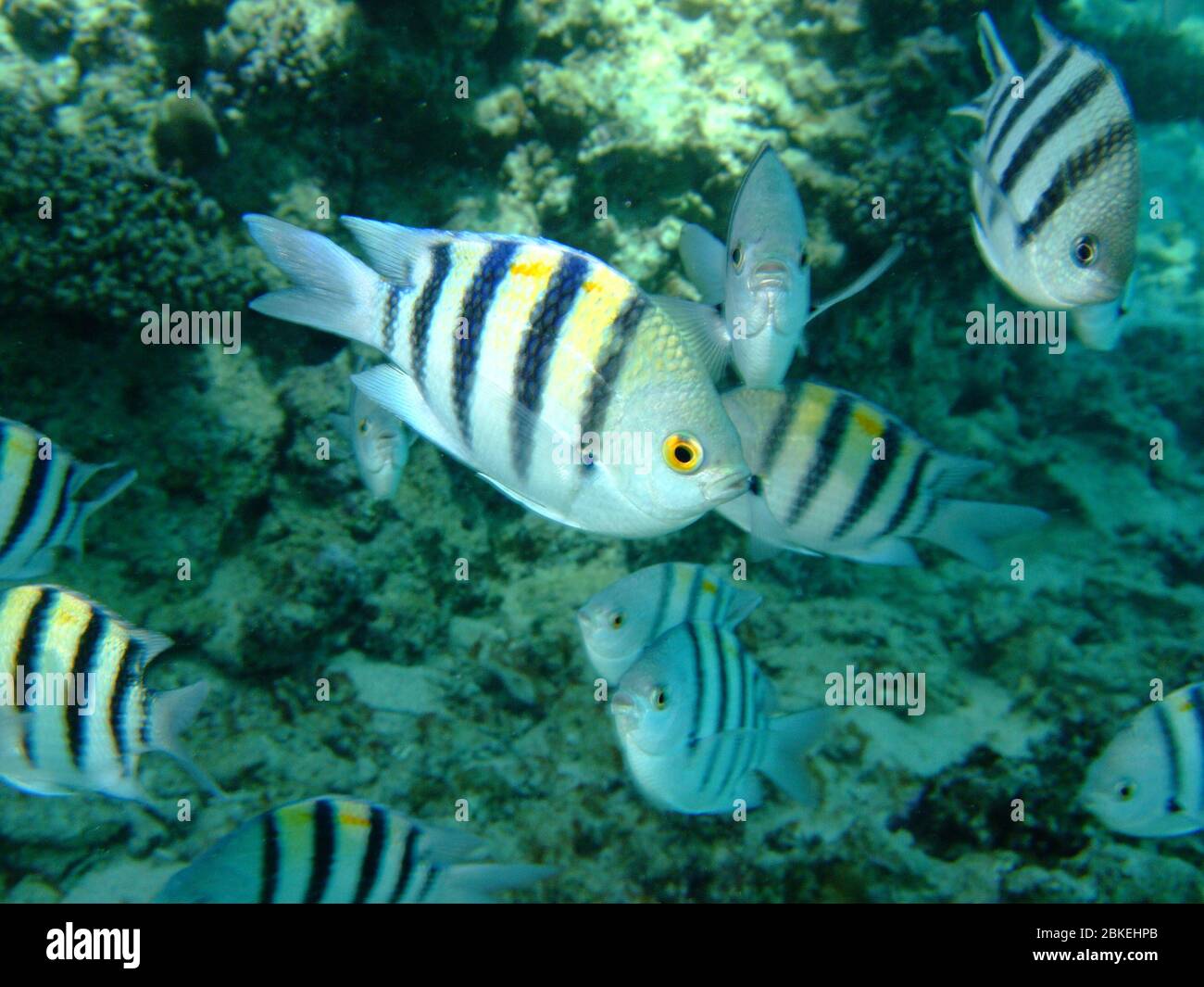 Shoal School Sergeant Major Fish High Resolution Stock Photography and ...