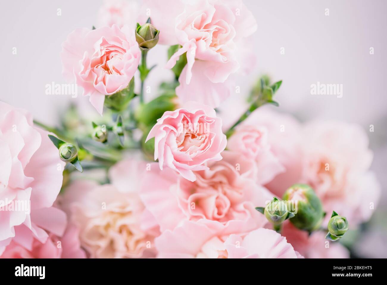 Beautiful pink carnations flowers on a light background Stock Photo - Alamy