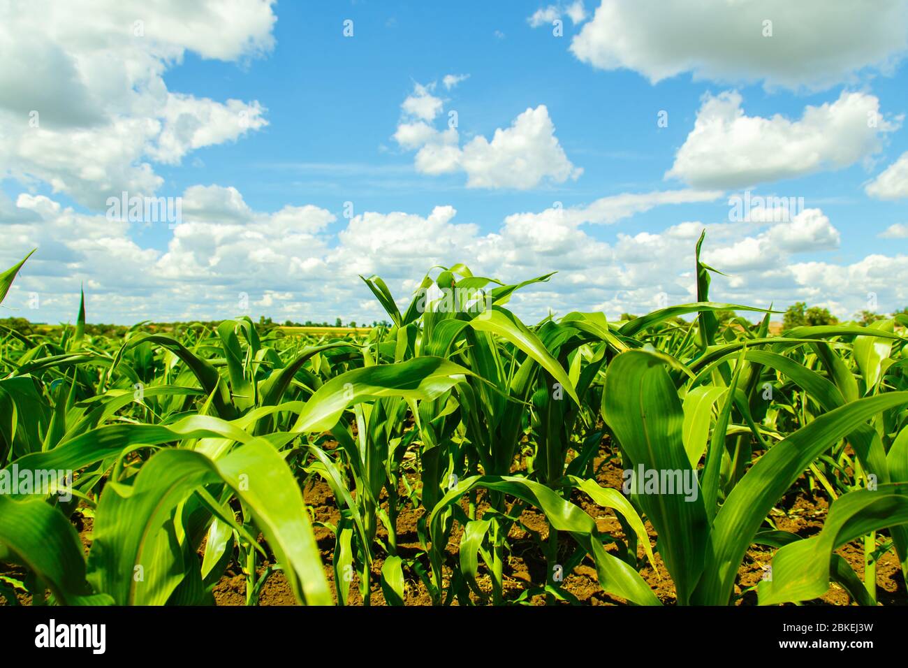 Corn field on a background cloudy sky Stock Photo - Alamy