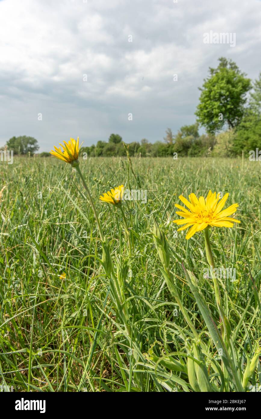 Natural meadow in the French countryside in spring Stock Photo Alamy
