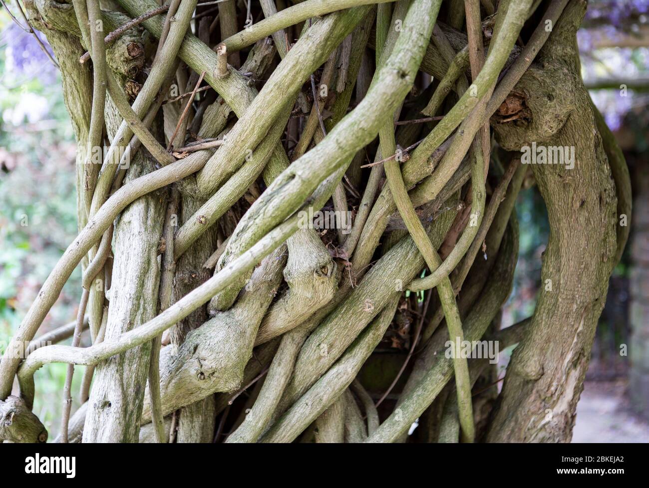 Tangled roots wrapped around a pillar Stock Photo