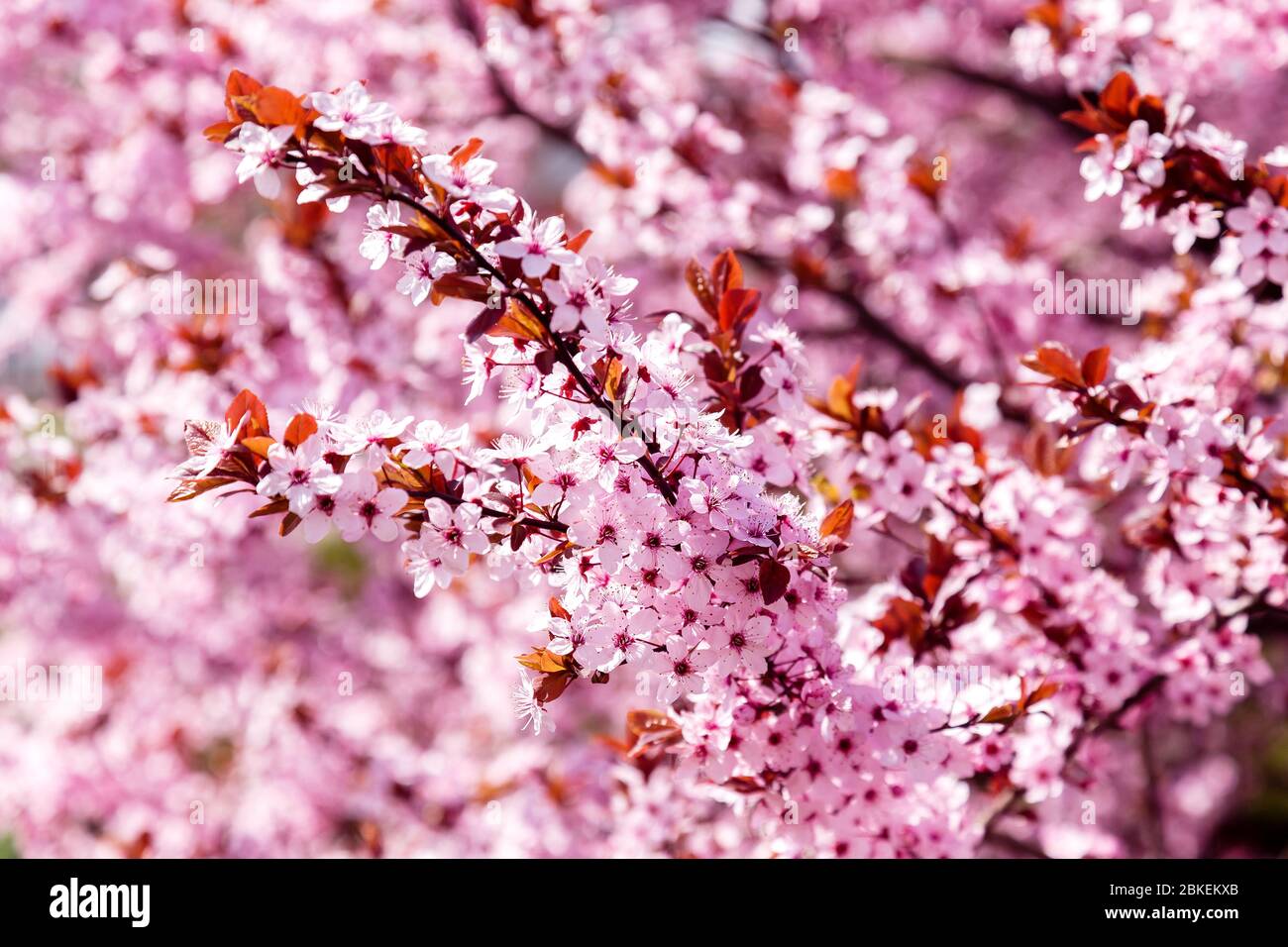 Pink blooming magnolia tree, for a background Stock Photo - Alamy