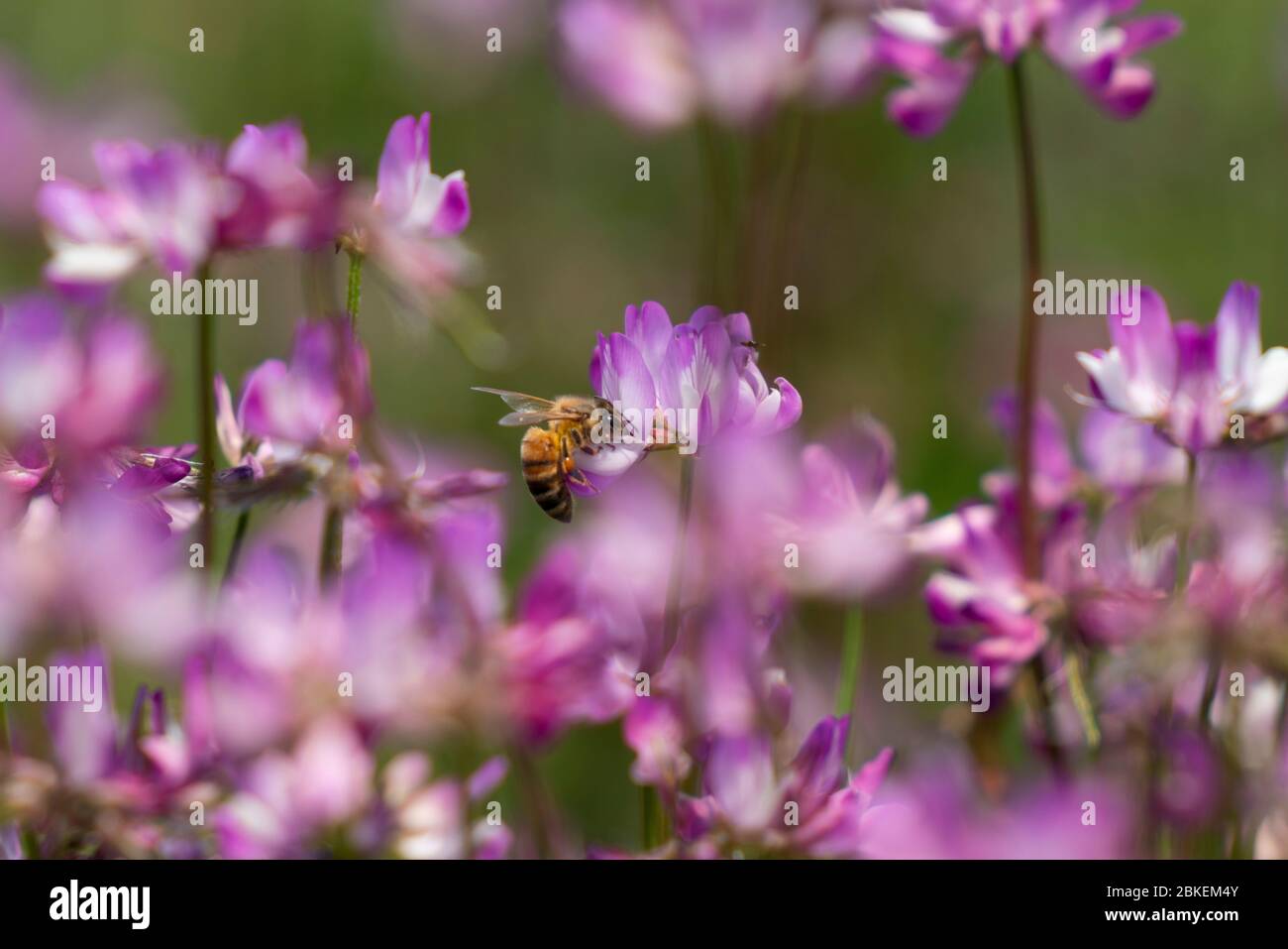 Western honey bee (Apis mellifera)  sucking Chinese Milk Vetch flowers (Astragalus sinicus or Renge or Genge) Isehara City, Kanagawa Prefecture, Japan Stock Photo