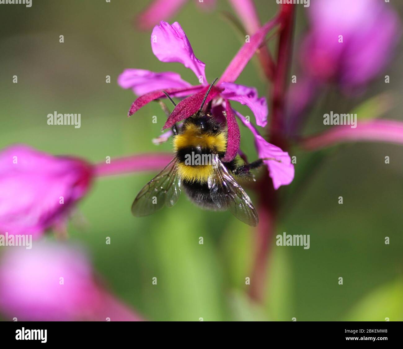 Close up of Bombus bohemicus, also known as the gypsy's cuckoo bumblebee Stock Photo