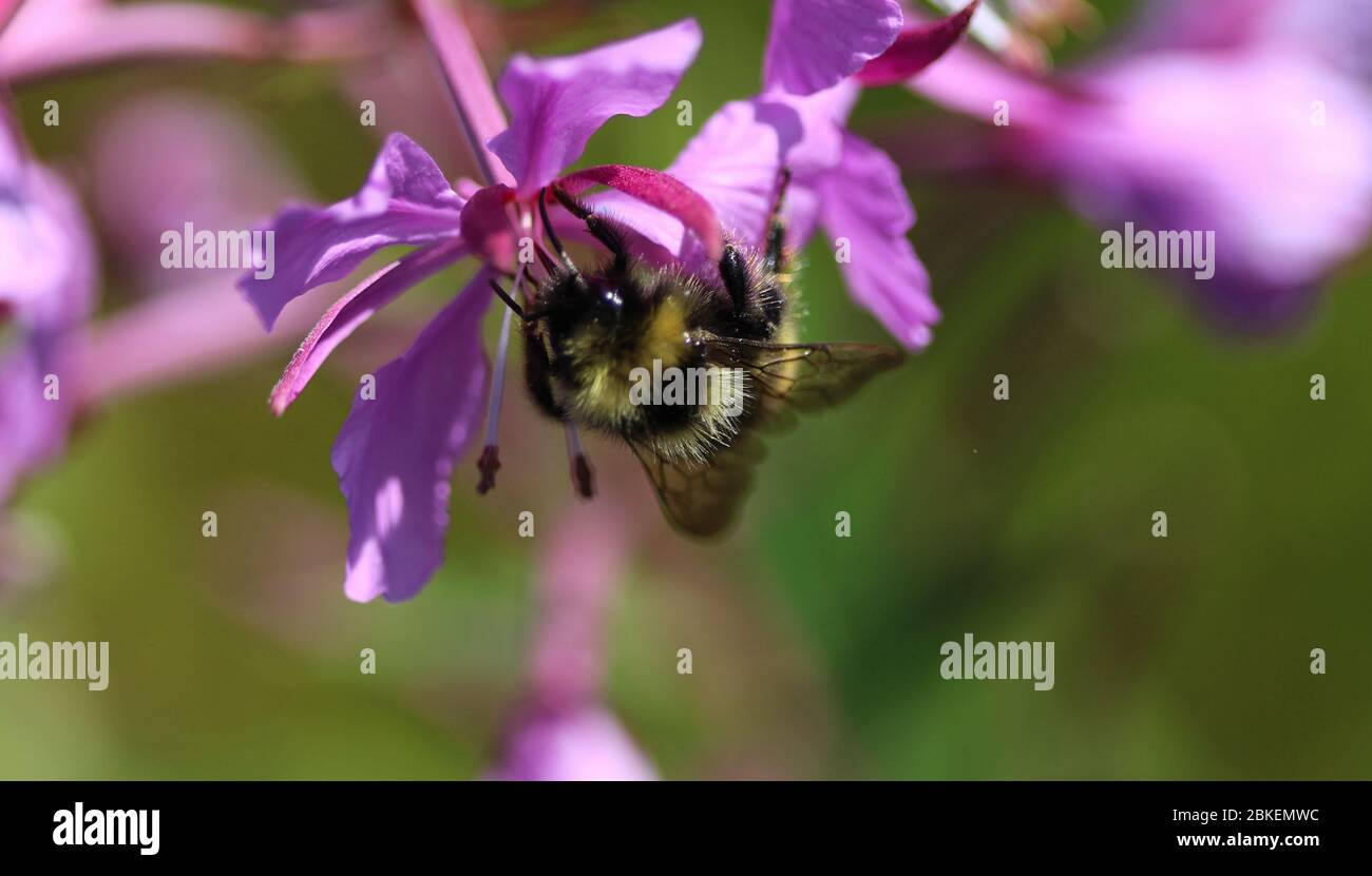 Close up of Bombus campestris, a common cuckoo bumblebee Stock Photo