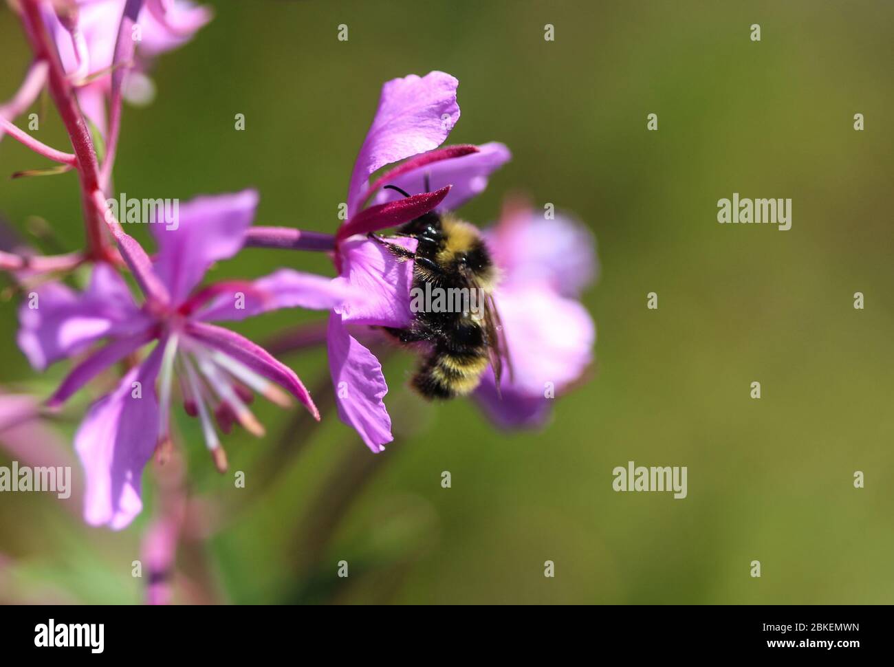 Close up of Bombus campestris, a common cuckoo bumblebee Stock Photo