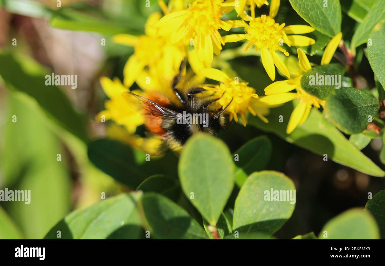 Close up of Bombus monticola, the bilberry bumblebee, blaeberry bumblebee or mountain bumblebee Stock Photo