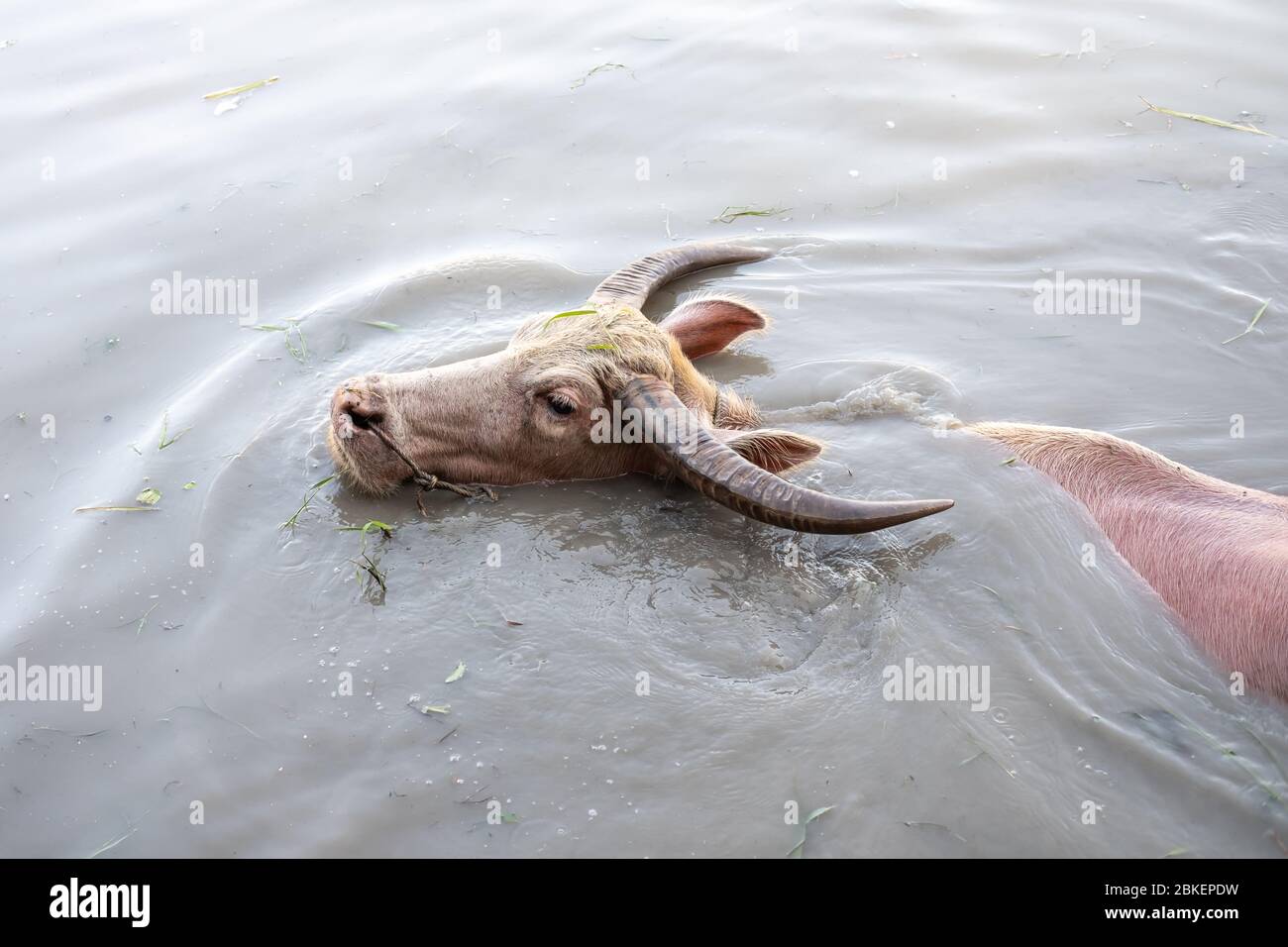 Albino buffalo, Water buffalo, Asian buffalo in the swamp Stock Photo ...