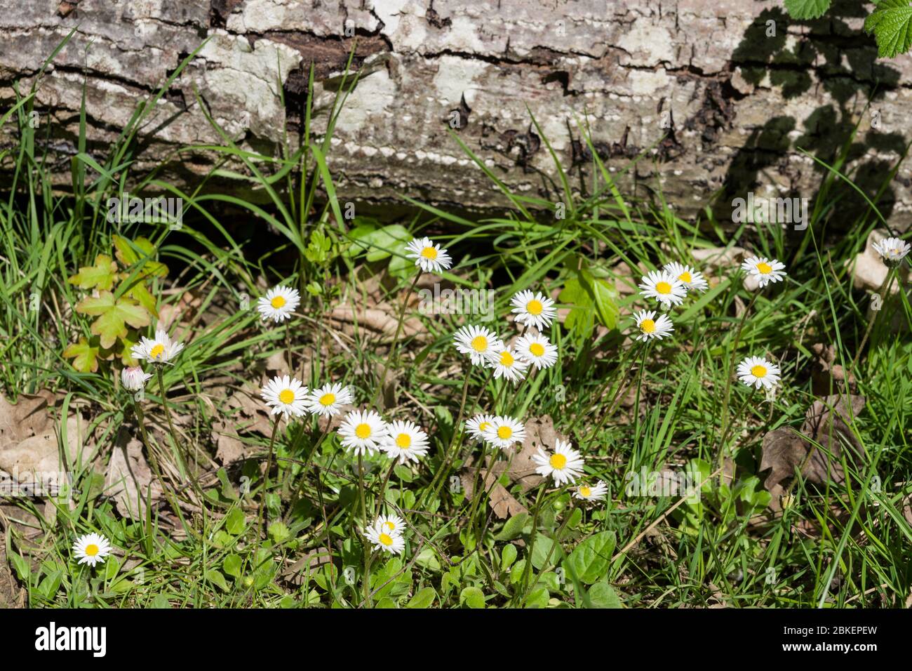 Patch of common daisies, Bellis perennis, in a woodland glade with a fallen tree in the background, UK Stock Photo