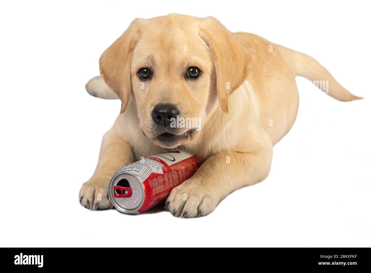 Cute little puppy of labrador retriever lying and playing with empty beer can. Close up portrait isolated on white. Pets, toys, curiosity Stock Photo