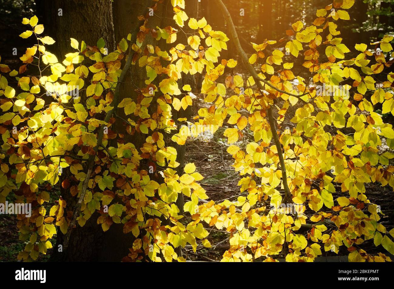 Beech branch with foliage backlit by the sun in autumn colors. Autumn nature background. Stock Photo