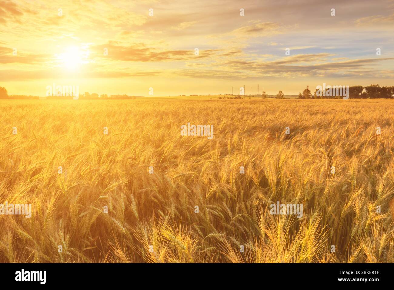 Scene of sunset or sunrise on the field with young rye or wheat in the ...