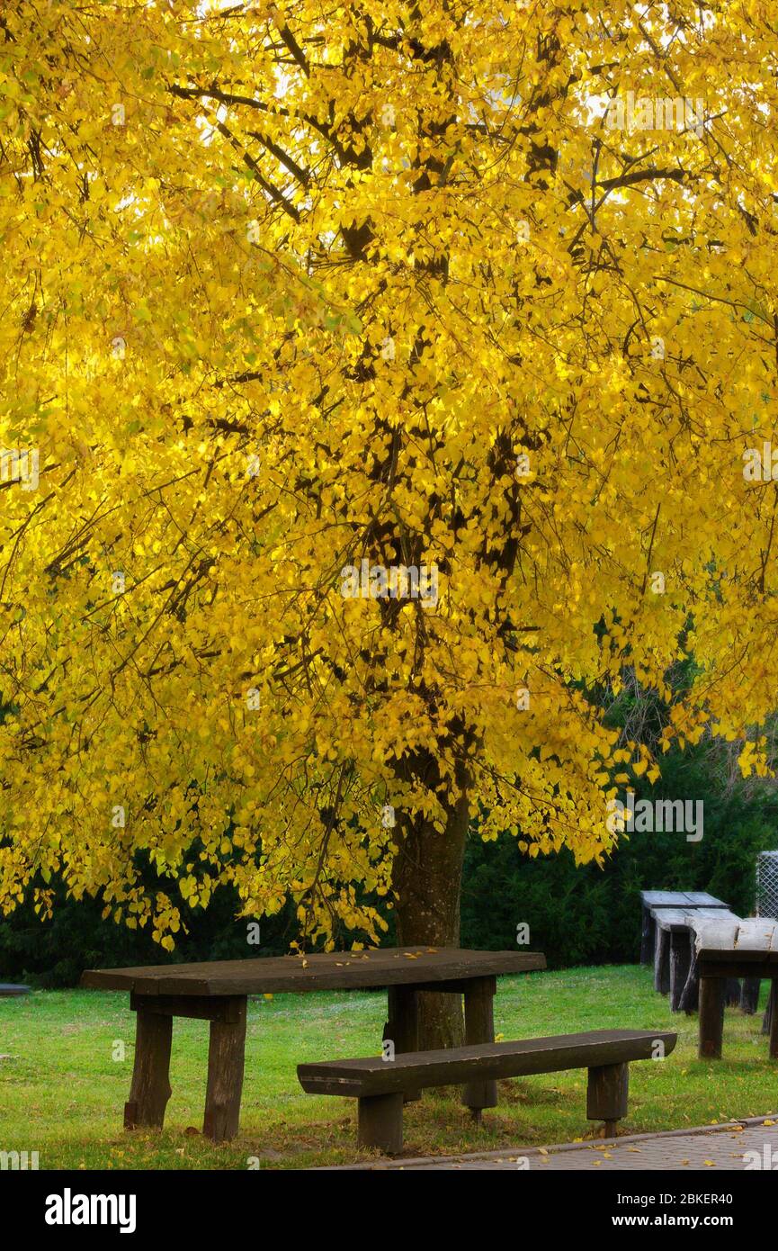 Wooden bench under small leaved lime tree in autumn colors. Smallleaved linden Tilia cordata in the park. Stock Photo