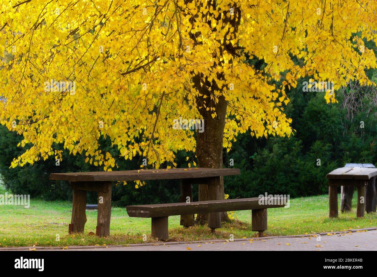 Wooden bench under small leaved lime tree in autumn colors. Smallleaved linden Tilia cordata in the park. Stock Photo