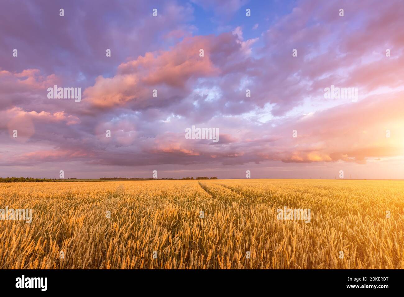 Scene of sunset or sunrise on the field with young rye or wheat in the ...