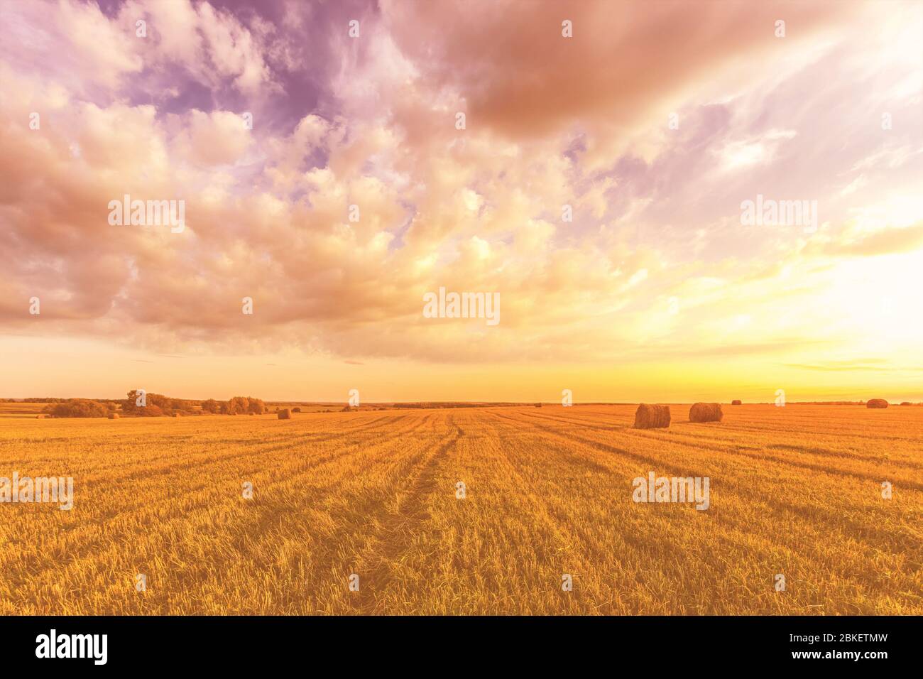 Scene of sunset on the field with haystacks in Autumn season. Rural ...