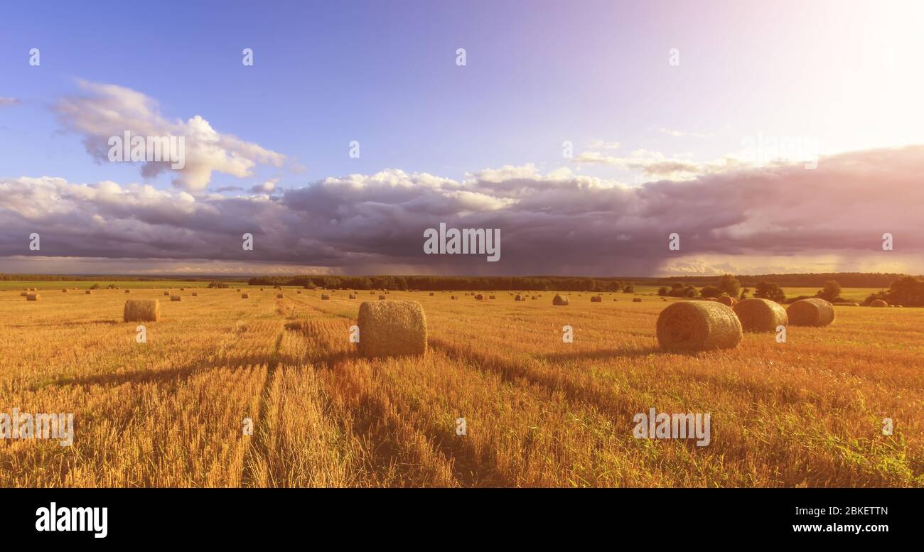 Scene with haystacks on the field in autumn sunny day. Rural landscape ...
