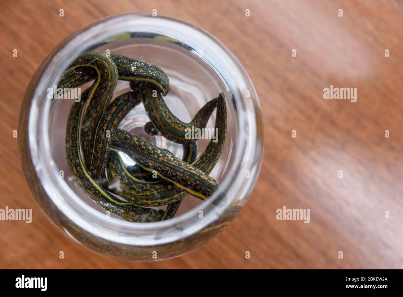 Medical leeches therapy. Hirudo medicinalis in a container with