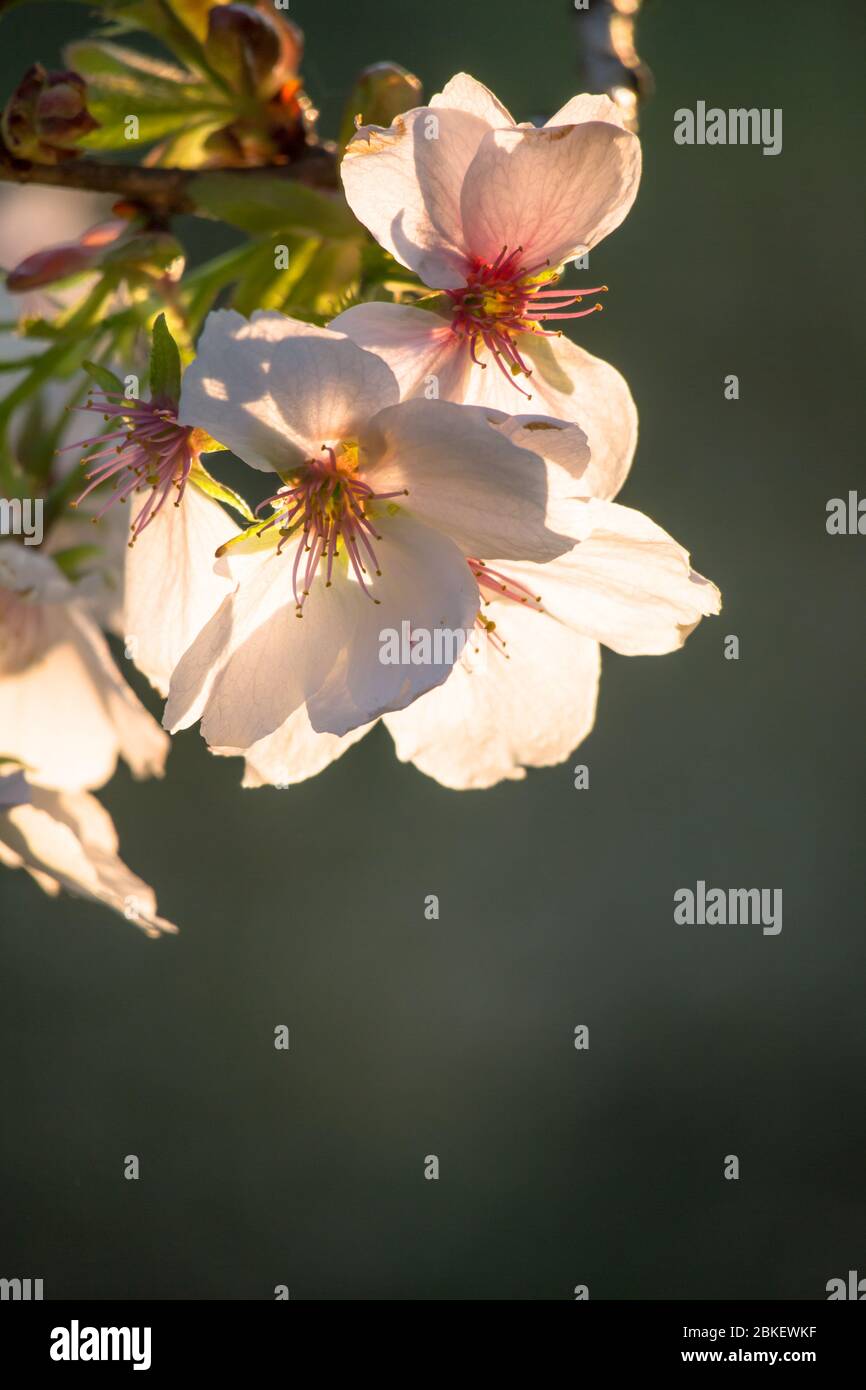 Cherry blossom in flower, backlit at sunrise, close up macro image  from Royal Tunbridge Wells, Kent, England Stock Photo