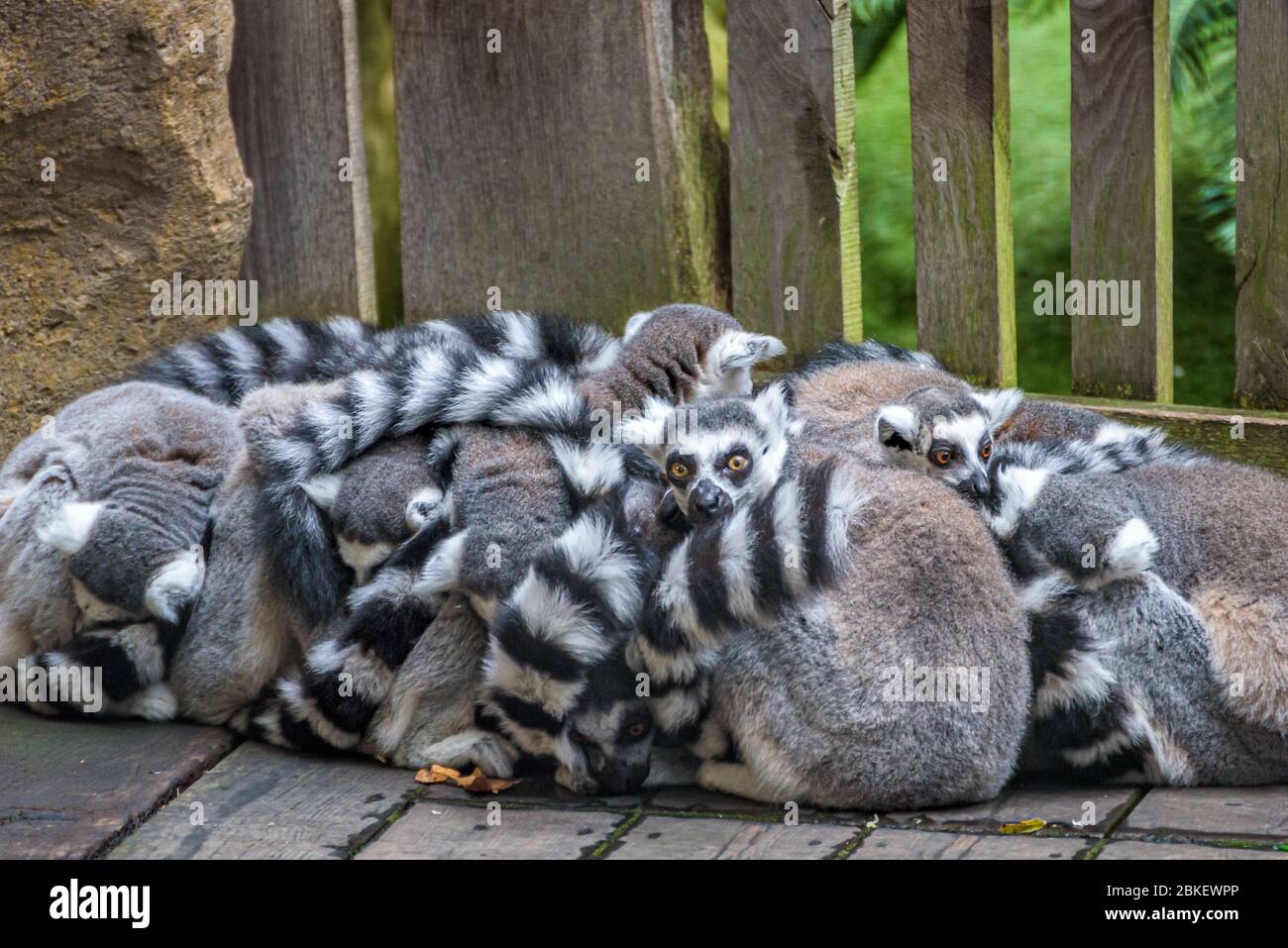 Large colony or group of lemurs gathered and huddled together to warm