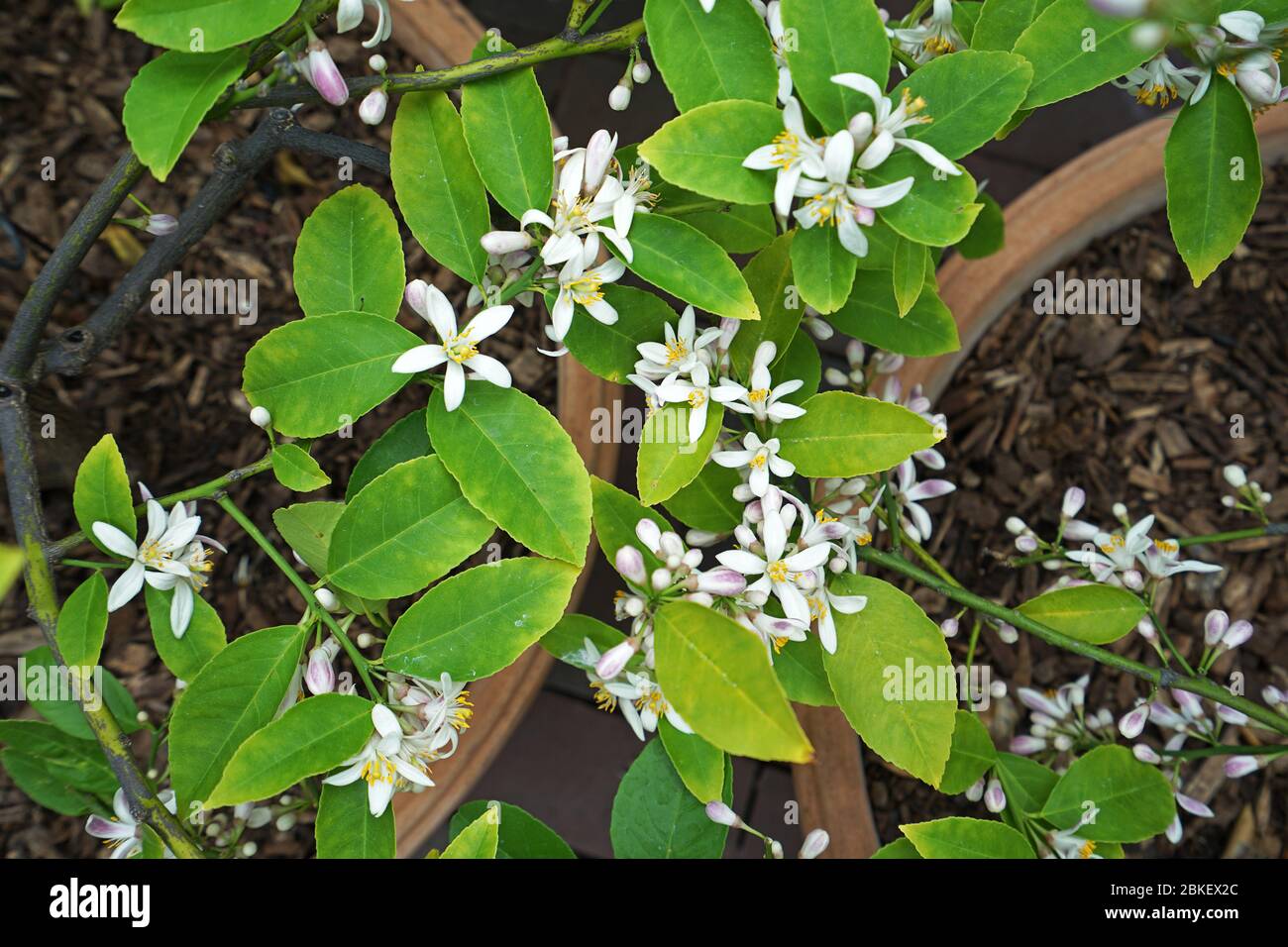 Meyer lemon tree hires stock photography and images Alamy