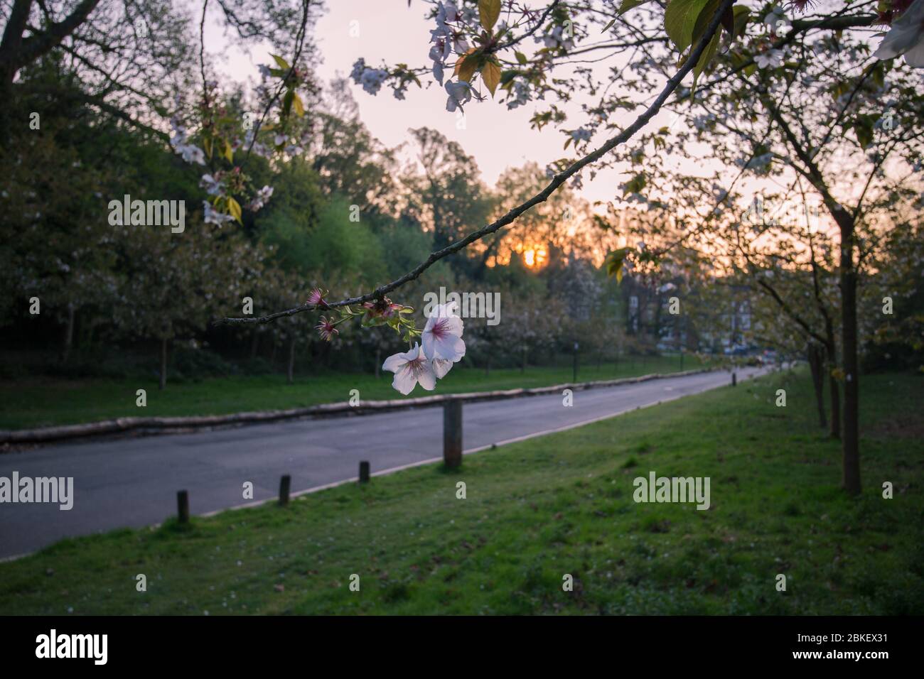 Royal Tunbridge Wells Common, taken at sunrise on a Spring morning in April 2020 deserted streets due to lockdown from Coronavirus Covid 19 Stock Photo