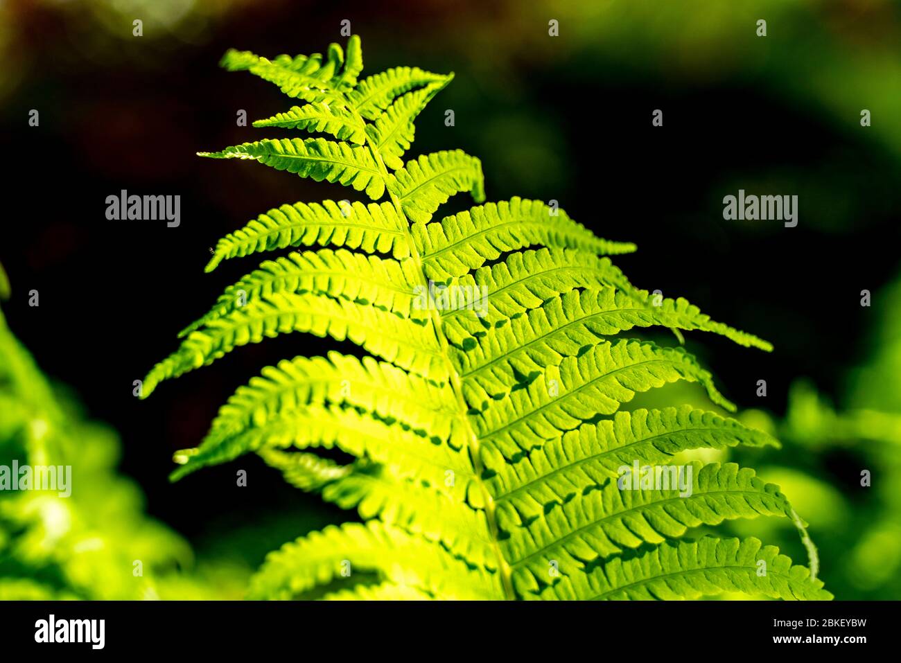 Green pointed leaves hi-res stock photography and images - Alamy