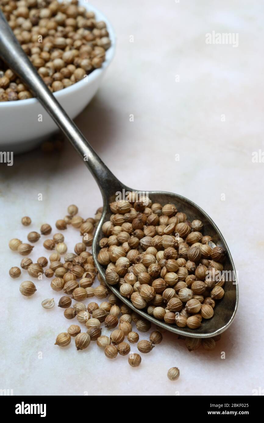 Coriander seeds in spoon, food photography, studio shot, Germany Stock Photo