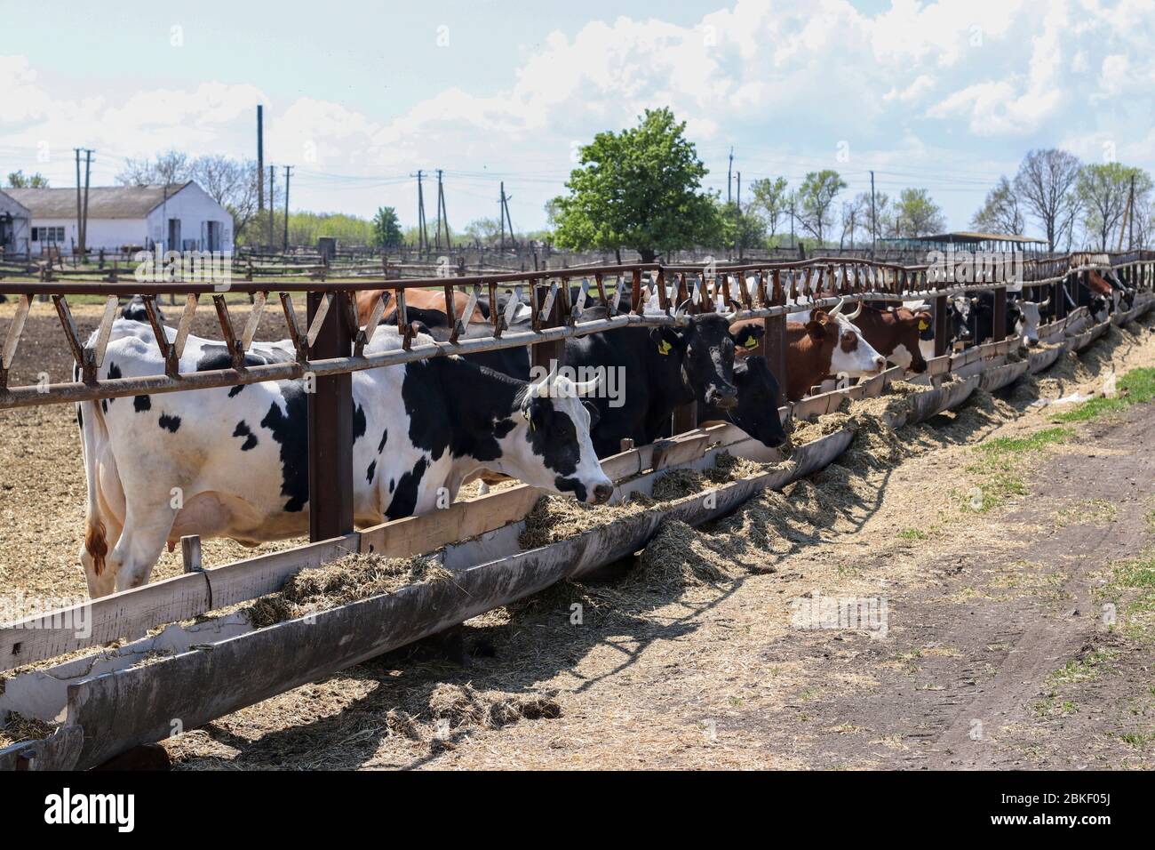 Cows dairy farm outdoors. Cows eat feed Stock Photo - Alamy
