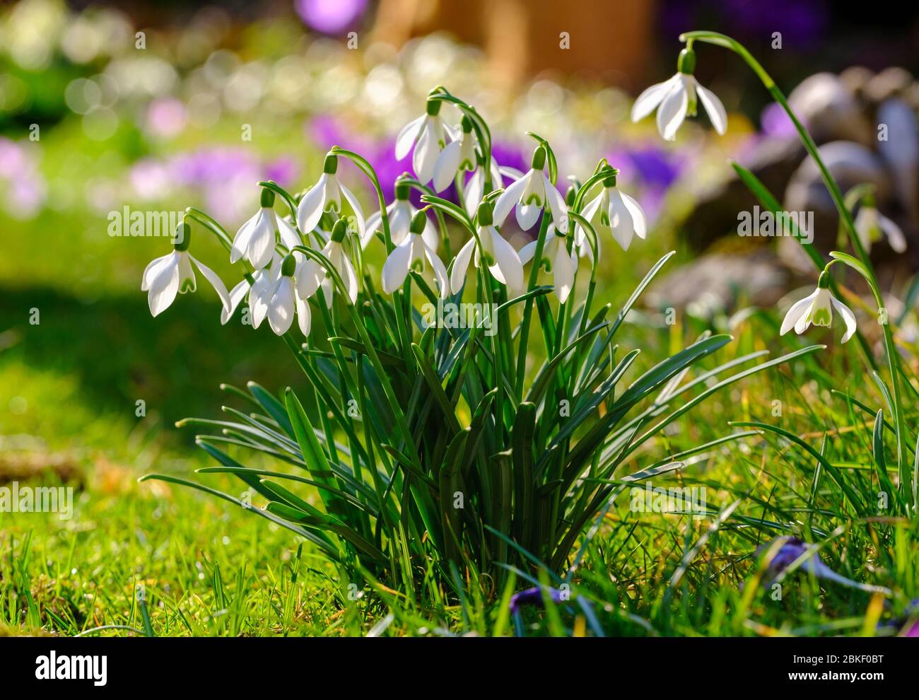 Common snowdrop (Galanthus nivalis), garden plant, Germany Stock Photo