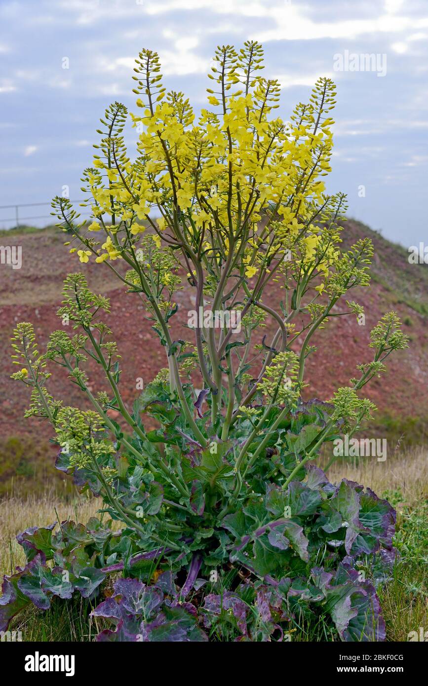 Wild cabbage (Brassica oleracea) in flower, endemic, Helgoland, North Sea, Schleswig-Holstein, Germany Stock Photo